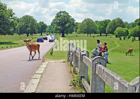 Damhirsch Hirsch-Brücke in Richmond Park, England Stockfoto