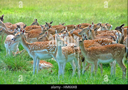 Herde Damhirsche im Richmond Park, England Stockfoto