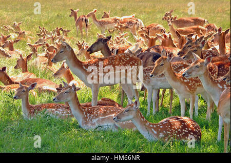 Herde Damhirsche im Richmond Park, England Stockfoto