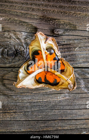 Stamm, Single, Menschen, Botanik, Wachstum, Kopf, Himmel, Knospe, Haufen, Exotik, Klima, formal, frische, idyllisch, Bild, Nein, blühen Stockfoto