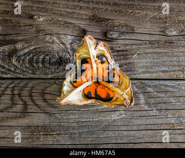 Stamm, Single, Menschen, Botanik, Wachstum, Kopf, Himmel, Knospe, Haufen, Exotik, Klima, formal, frische, idyllisch, Bild, Nein, blühen Stockfoto