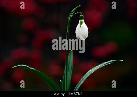 Galanthus drei Schiffe Weihnachten Schneeglöckchen weiße Blumen Blume Blumenzwiebeln Schneeglöckchen Frühjahr blühende Sammler selten RM Blumen sammeln Stockfoto