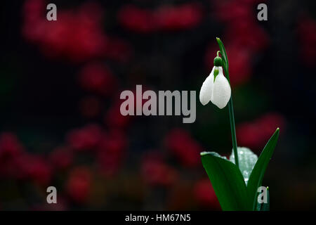 Galanthus drei Schiffe Weihnachten Schneeglöckchen weiße Blumen Blume Blumenzwiebeln Schneeglöckchen Frühjahr blühende Sammler selten RM Blumen sammeln Stockfoto