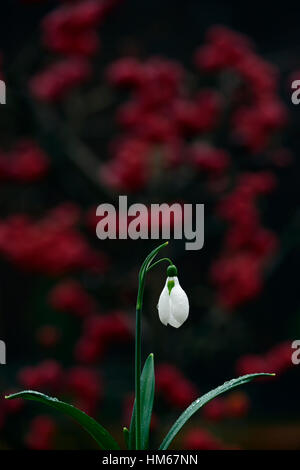 Galanthus drei Schiffe Weihnachten Schneeglöckchen weiße Blumen Blume Blumenzwiebeln Schneeglöckchen Frühjahr blühende Sammler selten RM Blumen sammeln Stockfoto