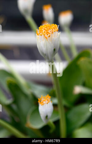 Haemanthus Albiflos Puderquaste Royal Paint Brush White Blood Lily südafrikanischen Kap Flora Blume Blumen Blüte RM Floral Stockfoto