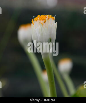 Haemanthus Albiflos Puderquaste Royal Paint Brush White Blood Lily südafrikanischen Kap Flora Blume Blumen Blüte RM Floral Stockfoto