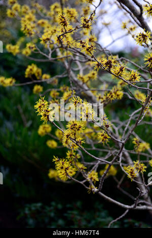 Hamamelis Mollis chinesischen Zaubernuss gelb Winter Gretas parfümiert duftende sommergrüne Sträucher Bäume Blumen Blüte RM Floral Stockfoto