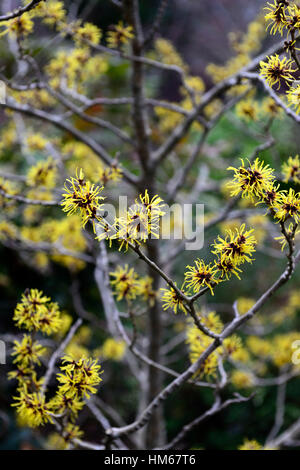 Hamamelis Mollis chinesischen Zaubernuss gelb Winter Gretas parfümiert duftende sommergrüne Sträucher Bäume Blumen Blüte RM Floral Stockfoto