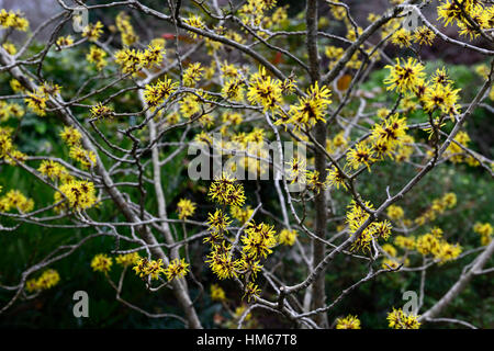 Hamamelis Mollis chinesischen Zaubernuss gelb Winter Gretas parfümiert duftende sommergrüne Sträucher Bäume Blumen Blüte RM Floral Stockfoto