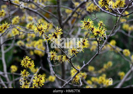 Hamamelis Mollis chinesischen Zaubernuss gelb Winter Gretas parfümiert duftende sommergrüne Sträucher Bäume Blumen Blüte RM Floral Stockfoto