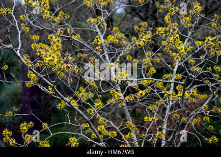 Hamamelis Mollis chinesischen Zaubernuss gelb Winter Gretas parfümiert duftende sommergrüne Sträucher Bäume Blumen Blüte RM Floral Stockfoto