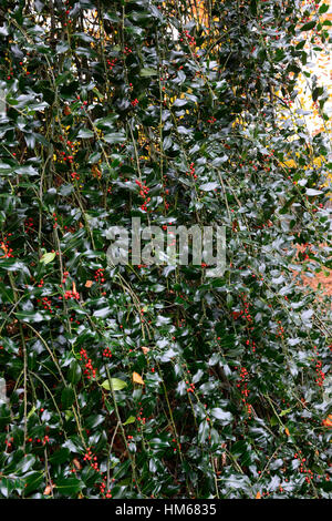 Ilex Aquifolium Pendel Holly Hollies Evergreen grüne Laub Blätter, die rote Beeren Beeren Kreuzungen RM Floral Stockfoto