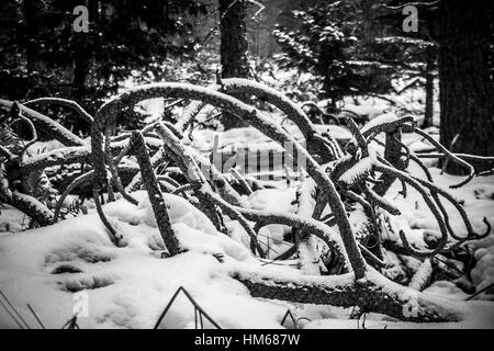 Filialen im Schnee Stockfoto