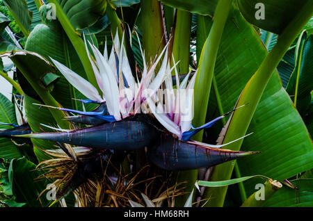 Eine riesige Paradiesvogelblume Pflanze (Strelitzia Nicolai) Stockfoto