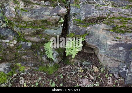 Ein Stück versteinertes Holz aus einem Baumstamm am versteinerten Wald in Calistoga, Kalifornien, USA. Stockfoto