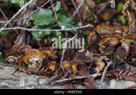 Trametes versicolor, auch bekannt als Türkei Schweif Pilze wachsen auf einen umgestürzten Baumstamm in einem Wald in Nordkalifornien. Stockfoto