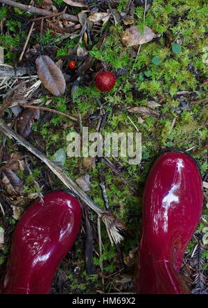 Glänzend Gummistiefel rote stehen in der Nähe von roten Beeren und einem roten Pilz in einem Wald. Stockfoto