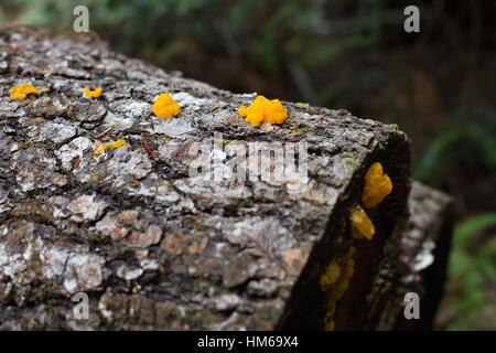 Tremella Mesenterica, auch bekannt als Hexen Butter, gelbe Gehirn oder goldene Gelee-Pilz, auf einen umgestürzten Baum. Stockfoto