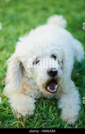 Hund bellt und Verlegung auf dem Rasen Stockfoto