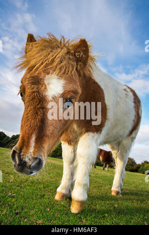 Braune und weiße Shetland-Pony Fohlen im New Forest, Großbritannien Stockfoto