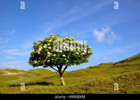 Holunder (Sambucus Nigra), einsamer Baum mit Blüten vor blauem Himmel, Ostfriesischen Inseln, Norderney, Niedersachsen Stockfoto