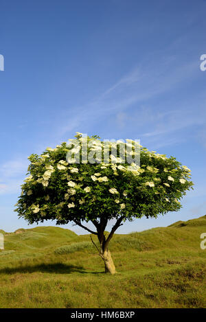 Holunder (Sambucus Nigra), einsamer Baum mit Blüten vor blauem Himmel, Ostfriesischen Inseln, Norderney, Niedersachsen Stockfoto