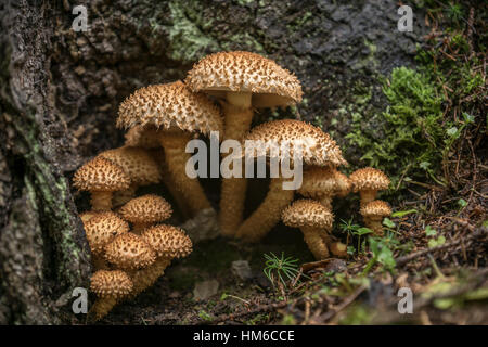 Wald-zottigen Scalycap, auch zottige Pholiota oder schuppige Pholiota (Pholiota Squarrosa) bei Karolinenfield, Ost-Thüringen, Deutschland Stockfoto