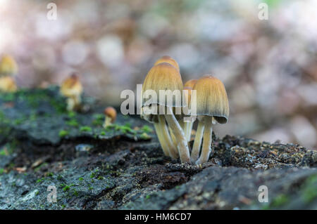 Glimmer-Kappe, auch glänzende Kappe oder glitzernden Inky Cap (Coprinus Micaceus) auf Buche Stamm, Bleiberg, Ost-Thüringen, Deutschland Stockfoto