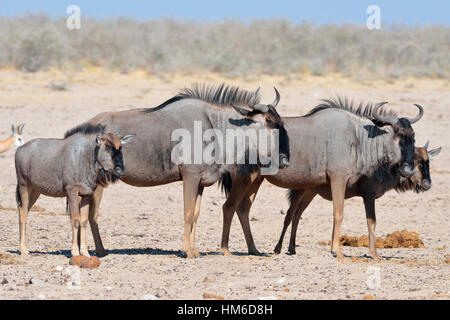 Blaue Gnus (Connochaetes Taurinus), zwei Erwachsene und zwei junge stehend auf trockenen Boden, Etosha Nationalpark, Namibia Stockfoto