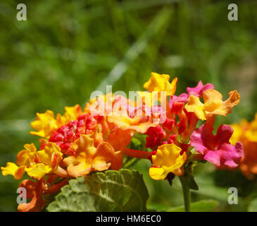 Lantana Camara Blumen In voller Blüte Stockfoto