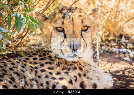 Gepard (Acinonyx Jubatus), Gefangenschaft, Okonjima AfriCat Foundation, Otjiwarongo, Namibia Stockfoto