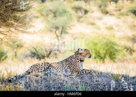 Gepard (Acinonyx Jubatus), mit Radio Kragen, Okonjima AfriCat Foundation, Otjiwarongo, Namibia Stockfoto