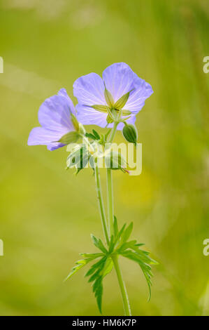 Eine Wiese Crane - Rechnung (Geranium Pratense) wächst auf Buschland Stockfoto