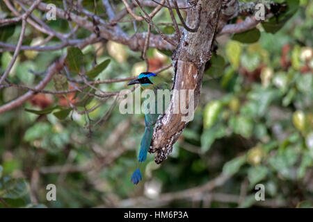 Blau gekrönter Motmot thront in Baumkronen der Baum im Wald in Brasilien Stockfoto