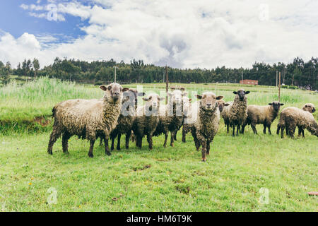 Schafherde des Feldes gegen bewölktem Himmel Stockfoto