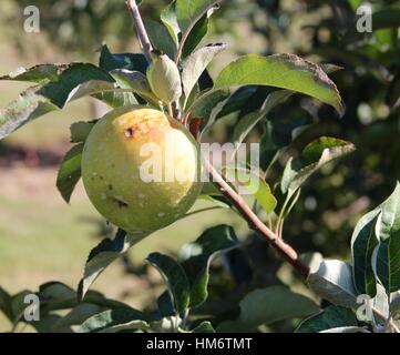 Einem einzigen grünen Apfel auf dem Apfelbaum. Stockfoto