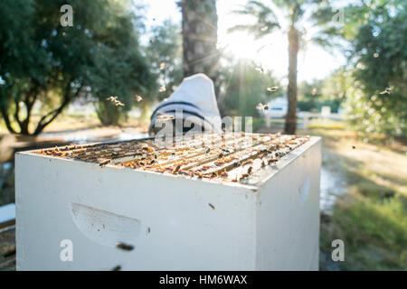 Honigbienen fliegen über Bienenhaus mit Imker stehen hinter Stockfoto