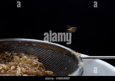 Nahaufnahme der Honigbiene fliegt über Sieb Stockfoto