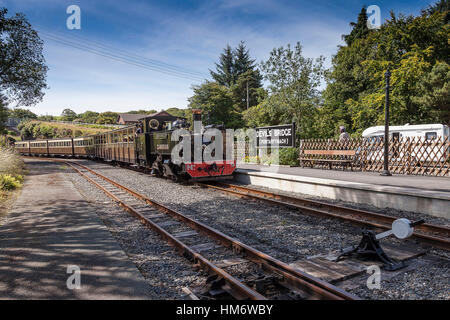 Vale des Rheidol Railway, West Wales nähert sich der Station am Teufelsbrücke. Stockfoto