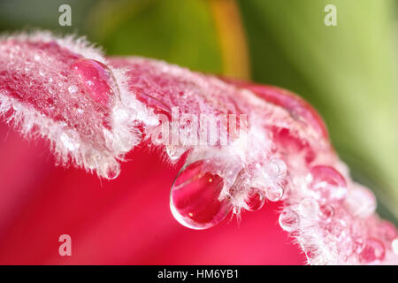 Nahaufnahme von einem herrlichen gefiederten Protea Blume aus nächster Nähe auf einem grünen Hintergrund. Stockfoto