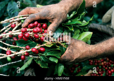 Die Hände des Kaffeepickers halten die Niederlassungen der Kaffeepflanze, Central Valley, Costa Rica Stockfoto