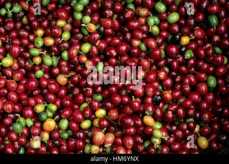 Nahaufnahme von Kaffeebohnen. Plantage in der Nähe von Alajuela, Costa Rica. Stockfoto