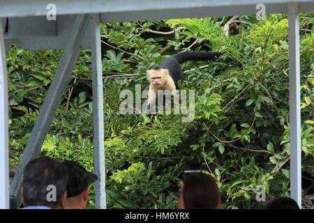 Touristen auf Boot beobachten White-faced Capuchin Affen (Cebus Capucinus). Nationalpark Palo Verde, Guanacaste, Costa Rica. Stockfoto