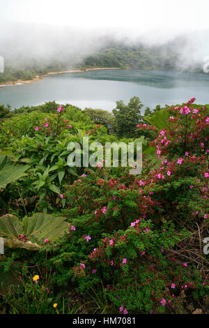 Melastoma der Vulkane Blumen (Monochaetum Vulcanicum) am Laguna Botos in Poás Vulkan-Nationalpark, Costa Rica Stockfoto