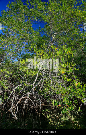 Rote Mangroven (Rhizophora Mangle), Tamarindo Nacional Wildlife Refuge, Costa Rica Stockfoto