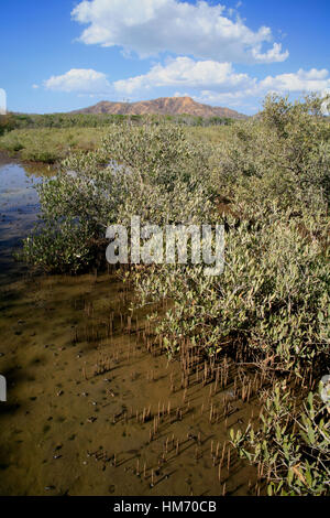 Schwarze Mangrove (Avicennia Germinans), Tamarindo Nacional Wildlife Refuge, Costa Rica Stockfoto