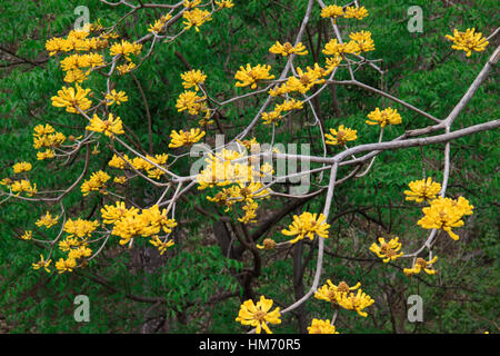 Gelbe Cortez (Tabebuia auch) zweigt in Blüte. Tropischen Trockenwald, Papagayo Peninsula, Guanacaste, Costa Rica. Stockfoto