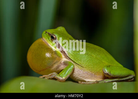 Mittelmeer-Laubfrosch (Hyla Meridionalis) auf einem grünen Blatt, Santpedor, Barcelona, Katalonien Stockfoto