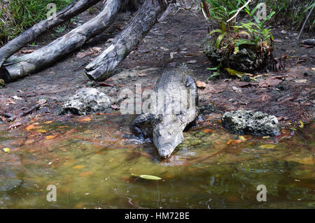 Krokodil aus der Bank in Richtung des Flusses in einem Park von Mombasa in Kenia Stockfoto