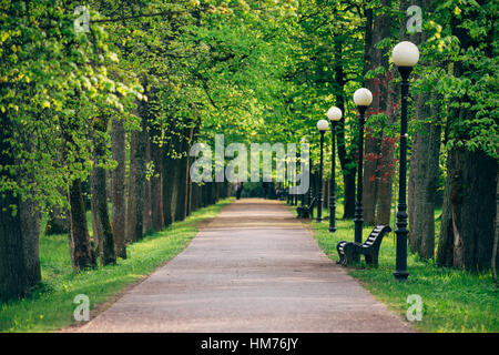 Wunderbare Gasse mit frischen Frühling Bäume, perspektivische Ansicht mit selektiven Fokus Stockfoto